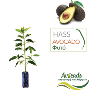 Avocado-hass ( Αβοκάντο χας) φυτό σε χονδρική τιμή σε σακούλα φυτωρίου