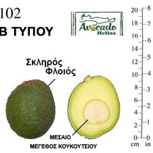 Αβοκάντο Κρήτης 102 ( Avocado 102)