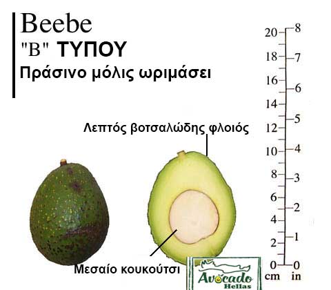 Ποικιλία Αβοκάντο Κρήτης Beebe