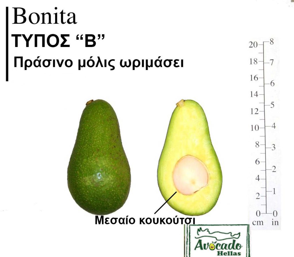 Ποικιλία Αβοκάντο Κρήτης Bonita
