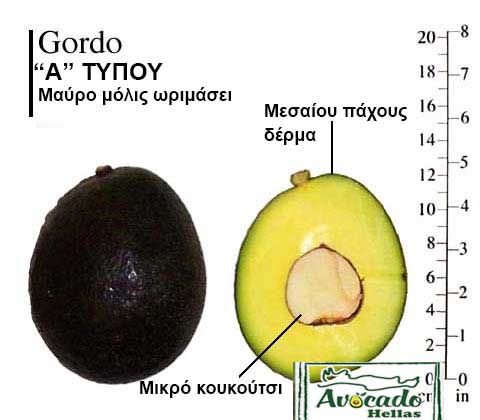 Gordo Avocado Variety