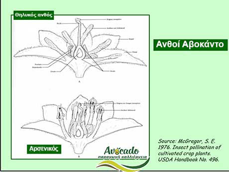 Avocado Male Females, Spotting Male Female Avocado Avocado Flowers, Avocado-Crete