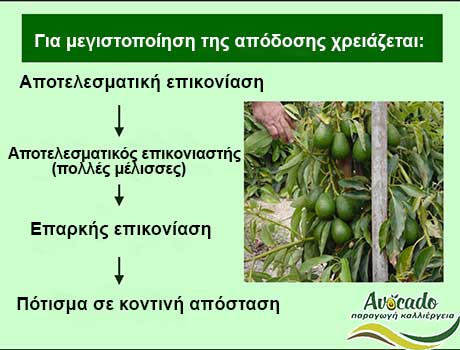 Avocado Male Females, Spotting Male Female Avocado Avocado Flowers, Avocado-Crete
