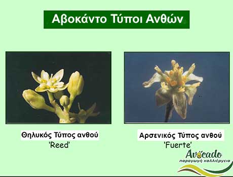 Avocado Male Females, Spotting Male Female Avocado Avocado Flowers, Avocado-Crete