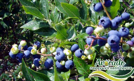AVOCADO CULTIVATION, CULTIVATION PRICE MARKET BUY, TREE/TREE PLANT, MARKET PLANTS, nursery