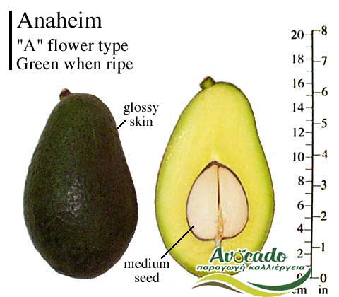 Variety Avocado Greece Crete Anaheim
