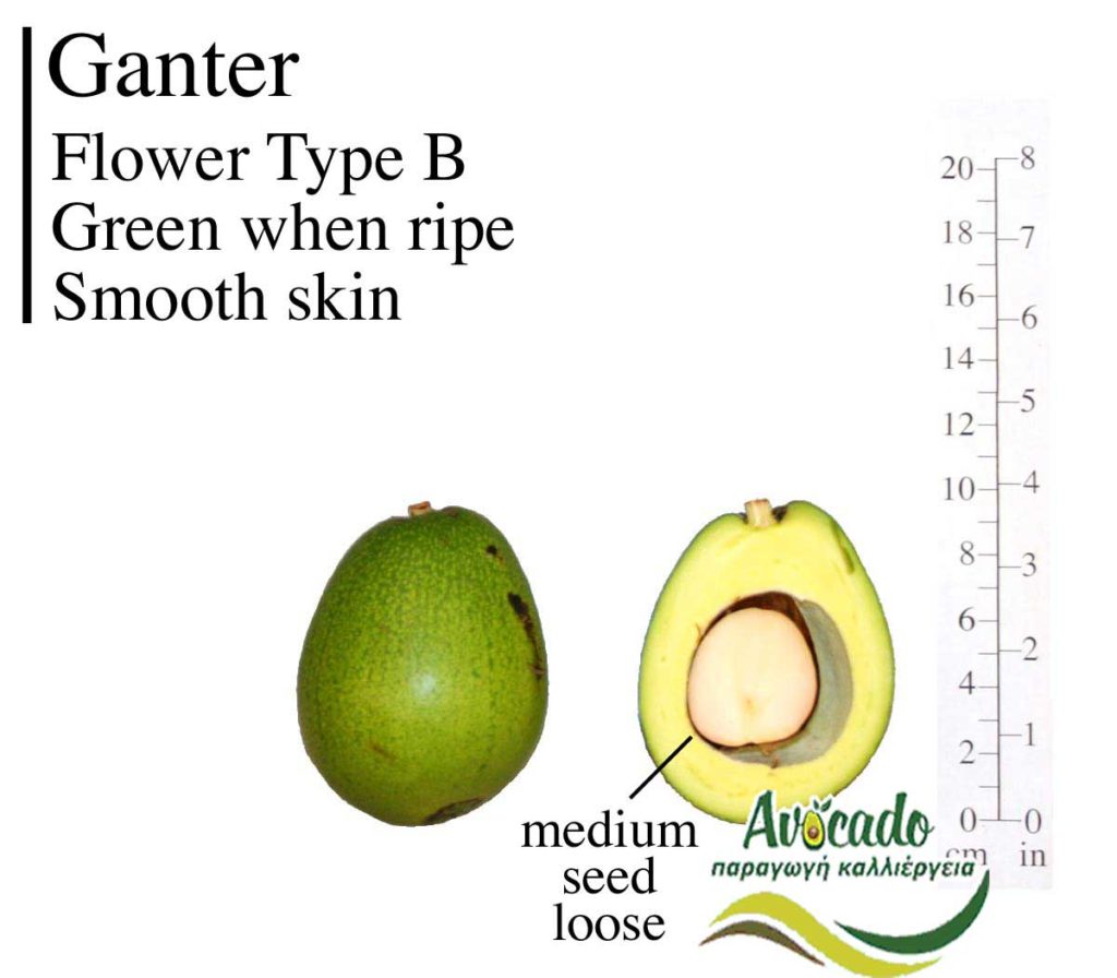 Avocado Greece/Crete Ganter