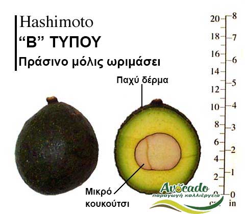Hashimoto Avocado Variety