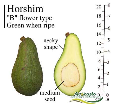 Variety Avocado Horshim Greece Crete,AVOCADO CULTIVATION, CULTIVATION PRICE MARKET BUY, TREE/TREE PLANT, MARKET PLANTS, nursery, 2019, 2020, 2021
