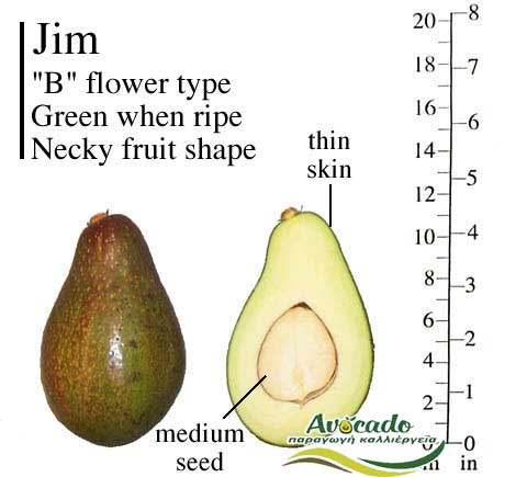 Variety Avocado Jim Greece Crete