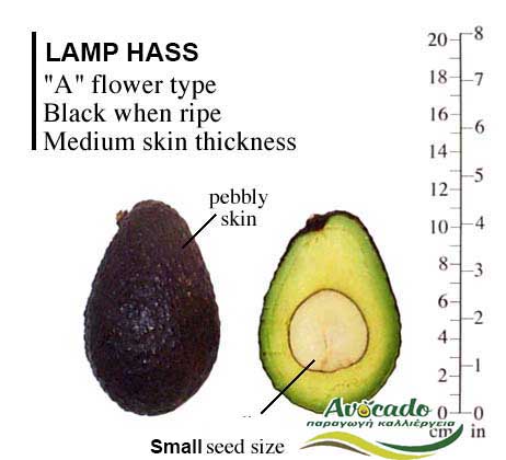 Variety Avocado Lamp Hass Greece Crete
