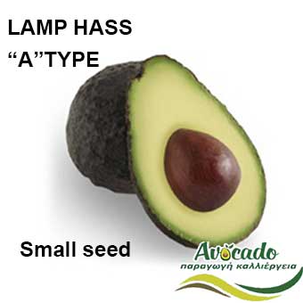 Variety Avocado Lamp Hass, AVOCADO CULTIVATION, CULTIVATION PRICE MARKET BUY, TREE/TREE PLANT, MARKET PLANTS, Greece Crete