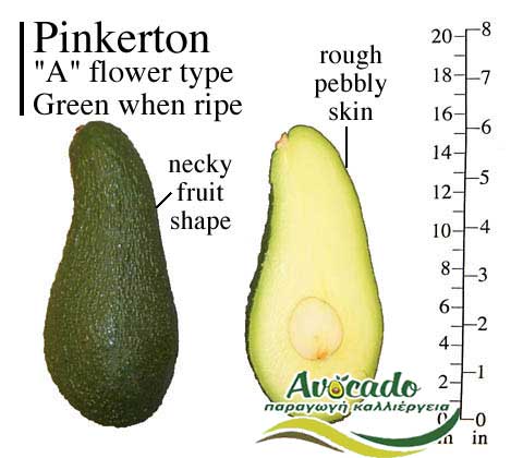 Variety Avocado Pinkerton Greece Crete