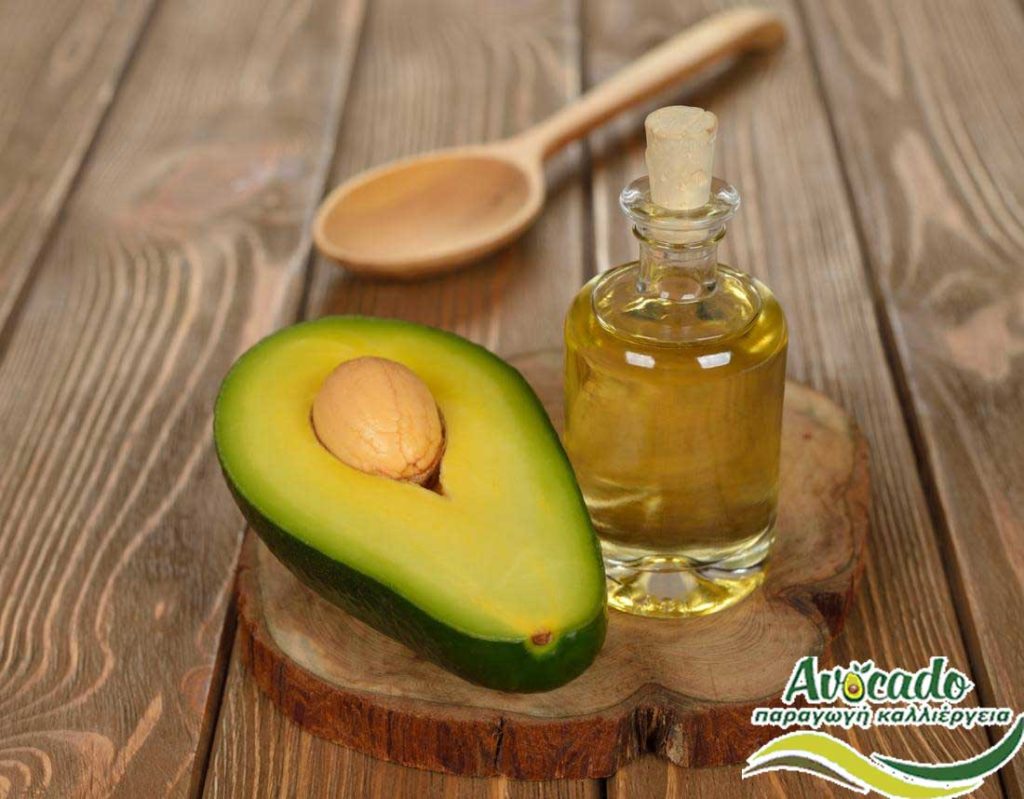 AVOCADO CULTIVATION, CULTIVATION PRICE MARKET BUY, TREE/TREE PLANT, MARKET PLANTS, nursery