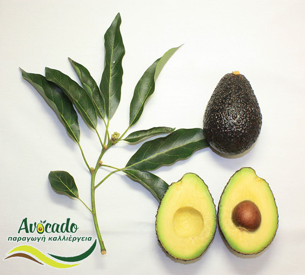 Variety Avocado Greece Crete chania Hass