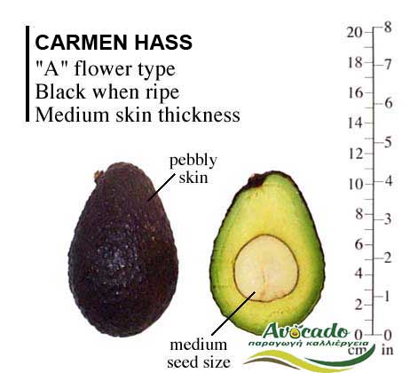 Variety Avocado Carmen Hass Greece Crete Chania