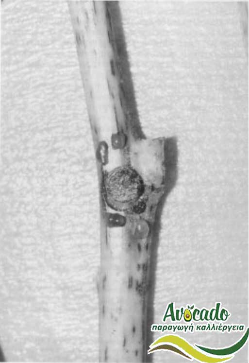 Phytophthora Citricola and Persea Americana (Avocado)