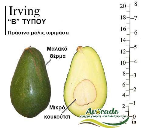 Avocado variety Irving