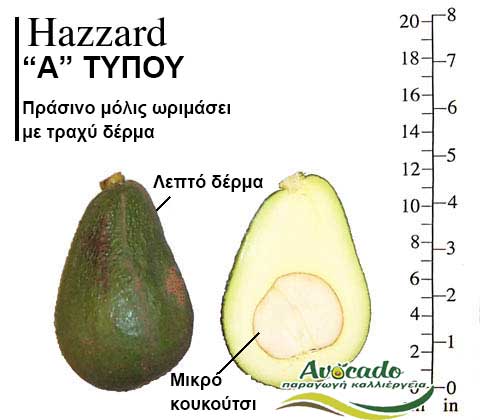 Avzado Hazzard variety