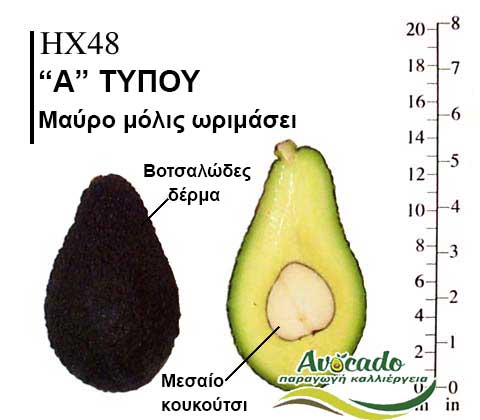 Avocado HX48 variety