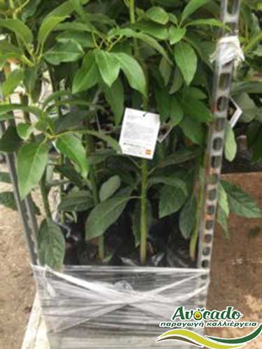 AVOCADO CULTIVATION, CULTIVATION PRICE MARKET BUY, TREE/TREE PLANT, MARKET PLANTS, nursery, 2019, 2020, 2021, Greece, Crete, Chania