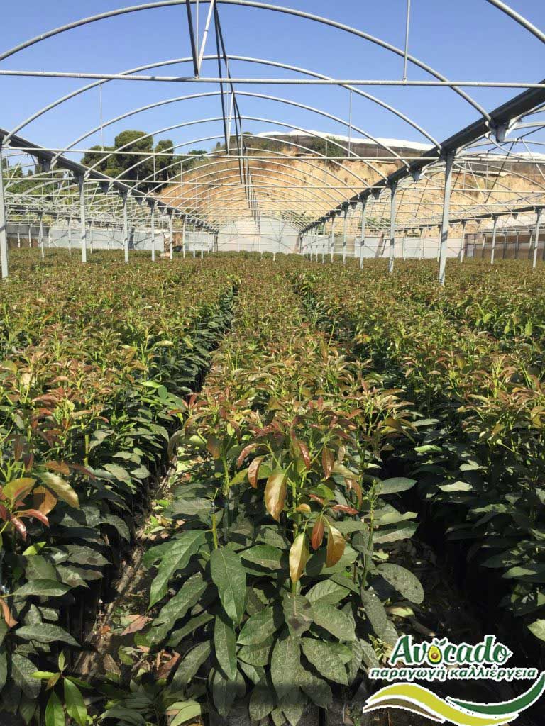 INJERTOS, AVOCADO CULTIVATION, CULTIVATION PRICE MARKET BUY, TREE/TREE PLANT, MARKET PLANTS, nursery, 2019, 2020, 2021, Greece, Crete, Chania