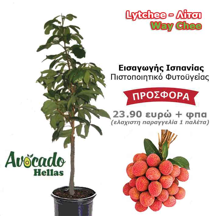 Litchi Litchi-Way-Chee- Spain price tree plant