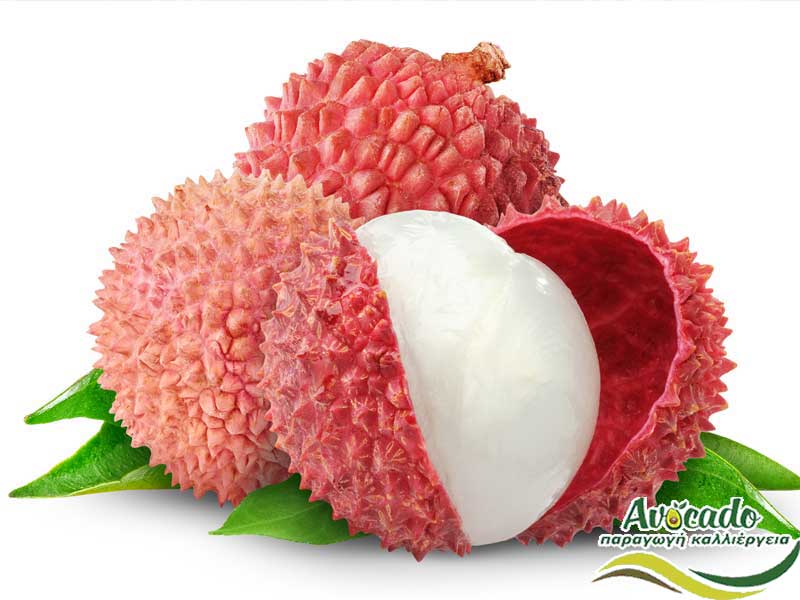 litsi, Litchi, Lychee, Λίτσι, CULTIVATION, CULTIVATION PRICE MARKET BUY, TREE/TREE PLANT, MARKET PLANTS, nursery, 2019, 2020, 2021