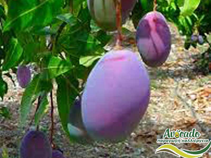 mango osteen, μάνγκο , AVOCADO CULTIVATION, CULTIVATION PRICE MARKET BUY, TREE/TREE PLANT, MARKET PLANTS, nursery, 2019, 2020, 2021