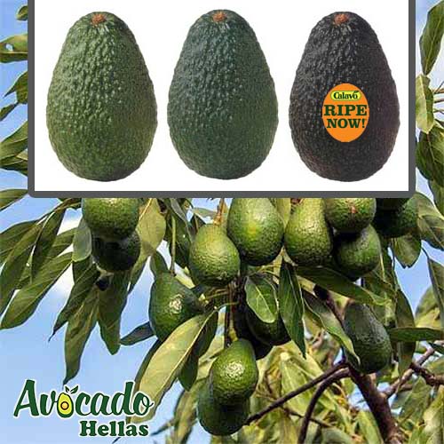 Avocado cultivation- plantation- Greece Europe
