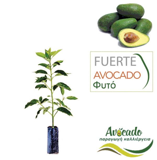 Δέντρο αβοκάντο Fuerte ( φουέρτε) σε σακούλα φυτωρίου