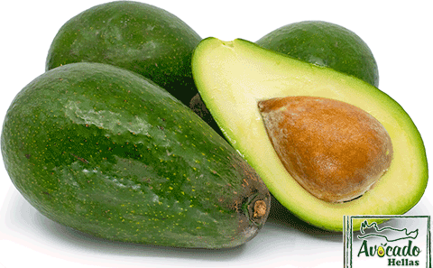 Aβοκάντο Κρήτης Zoutano , avocado ζουτανο τιμή Χανια