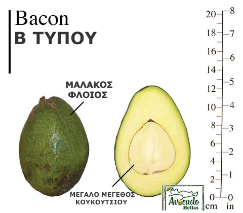 Ποικιλία Αβοκάντο (Avocado) bacon Χανιά Κρητης Ελλάδα. Τιμή 2019, 2020, 2021, 2022