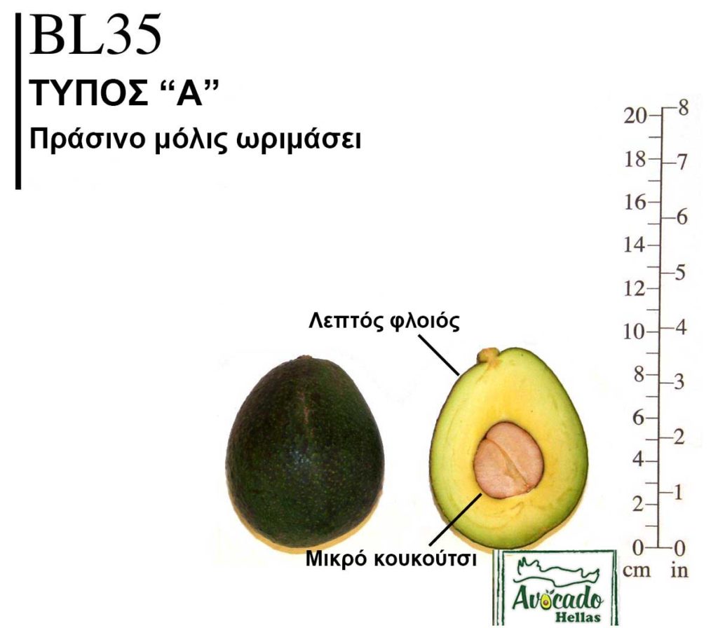 Ποικιλία Αβοκάντο (Avocado) BL35