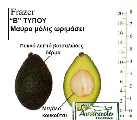 Ποικιλία Αβοκάντο (Avocado) Frazer