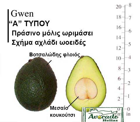 Ποικιλία Αβοκάντο (Avocado) Gwen